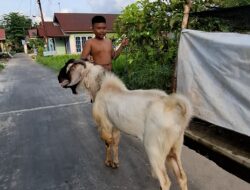 Dinamika Sosial Kambing dan Manajemen Pakan di Widi Farm, Milik Pak Wiyoto, Tanjung Palas